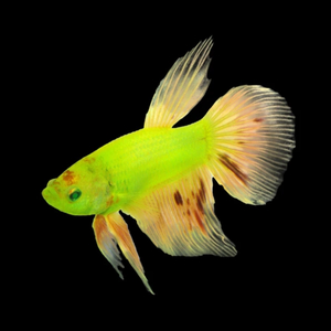 ПЕТУШОК ВУАЛЬ ГЛО