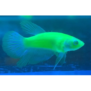 ПЕТУШОК ВУАЛЬ ГЛО