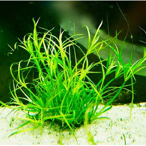 ЮНЦУС ПОЛЗУЧИЙ - Juncus repens