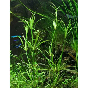 ЮНЦУС ПОЛЗУЧИЙ - Juncus repens