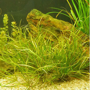 ЮНЦУС ПОЛЗУЧИЙ - Juncus repens