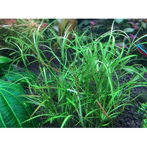 ЮНЦУС ПОЛЗУЧИЙ - Juncus repens