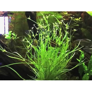 ЮНЦУС ПОЛЗУЧИЙ - Juncus repens