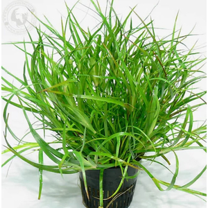 ЮНЦУС ПОЛЗУЧИЙ - Juncus repens