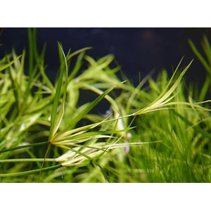 ЮНЦУС ПОЛЗУЧИЙ - Juncus repens