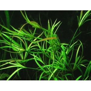 ЮНЦУС ПОЛЗУЧИЙ - Juncus repens