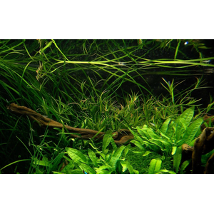 ЮНЦУС ПОЛЗУЧИЙ - Juncus repens