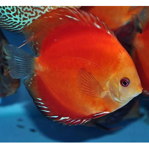 ДИСКУС МАЛЬБОРО КРАСНЫЙ