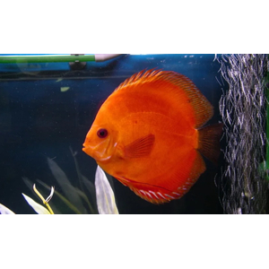 ДИСКУС МАЛЬБОРО КРАСНЫЙ