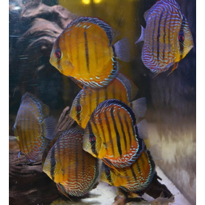 ДИСКУС КОРИЧНЕВЫЙ