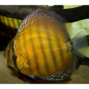 ДИСКУС КОРИЧНЕВЫЙ