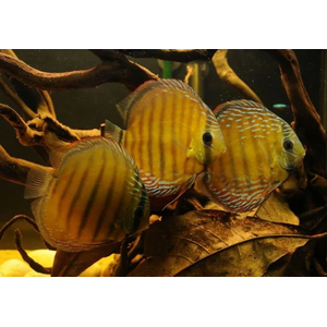 ДИСКУС КОРИЧНЕВЫЙ