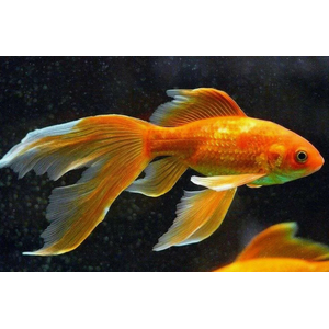 КОМЕТА АССОРТИ