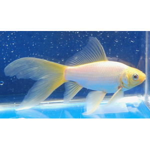 КОМЕТА АССОРТИ