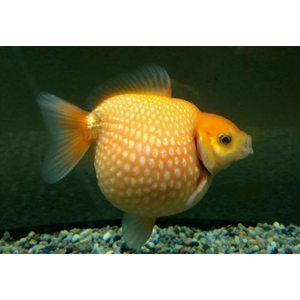 ЖЕМЧУЖИНКА ЗОЛОТАЯ РЫБКА