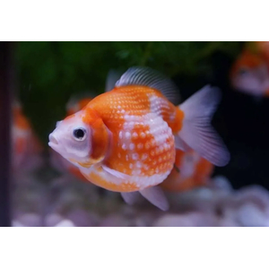 ЖЕМЧУЖИНКА ЗОЛОТАЯ РЫБКА