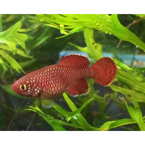 НОТОБРАНХИУС КОРТХАУС КРАСНЫЙ