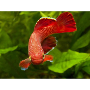 НОТОБРАНХИУС КОРТХАУС КРАСНЫЙ