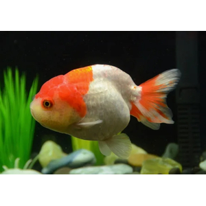 РАНЧУ КРАСНАЯ / КРАСНО-БЕЛАЯ