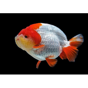 РАНЧУ КРАСНАЯ / КРАСНО-БЕЛАЯ