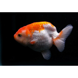 РАНЧУ КРАСНАЯ / КРАСНО-БЕЛАЯ