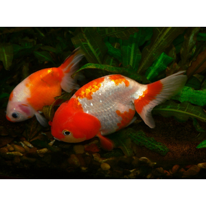 РАНЧУ КРАСНАЯ / КРАСНО-БЕЛАЯ