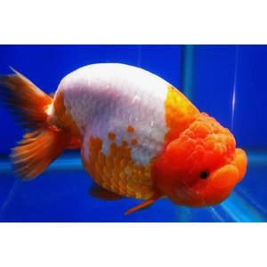 РАНЧУ КРАСНАЯ / КРАСНО-БЕЛАЯ