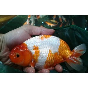 РАНЧУ КРАСНАЯ / КРАСНО-БЕЛАЯ