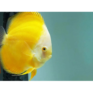 ДИСКУС ЗОЛОТОЙ