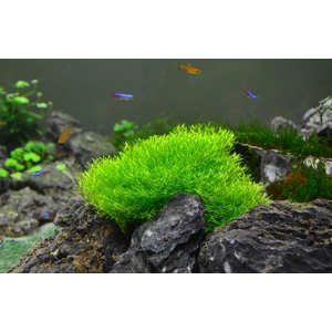 РИЧЧИЯ В БАНОЧКЕ - Ricca fluitans