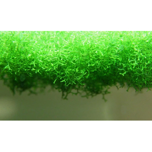 РИЧЧИЯ - Ricca fluitans