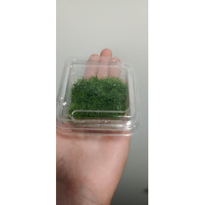 РИЧЧИЯ В БАНОЧКЕ - Ricca fluitans