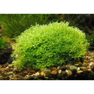 РИЧЧИЯ В БАНОЧКЕ - Ricca fluitans