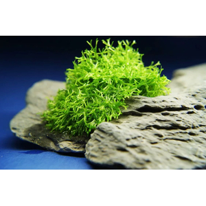 РИЧЧИЯ В БАНОЧКЕ - Ricca fluitans