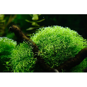 РИЧЧИЯ - Ricca fluitans