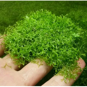 РИЧЧИЯ - Ricca fluitans