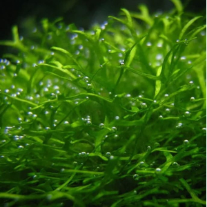 РИЧЧИЯ - Ricca fluitans