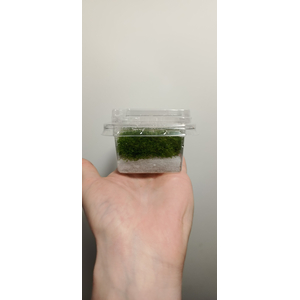 РИЧЧИЯ В БАНОЧКЕ - Ricca fluitans