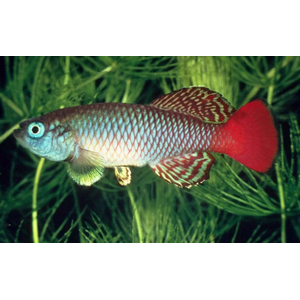 НОТОБРАНХИУС ПАЛЬМКВИСТА