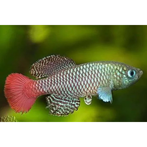 НОТОБРАНХИУС ПАЛЬМКВИСТА