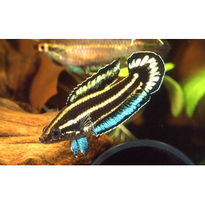 Гурами Лакричный Дайсснера