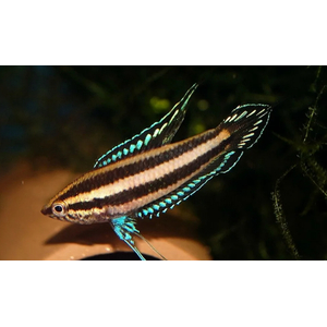 Гурами Лакричный Дайсснера