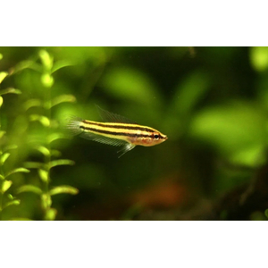 Гурами Лакричный Дайсснера