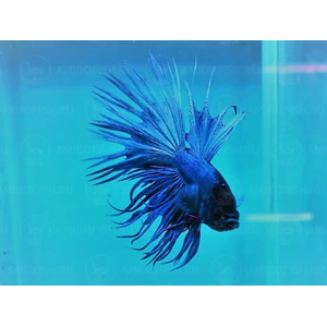 ПЕТУШОК КОРОНА СИНИЙ