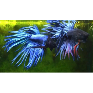 ПЕТУШОК КОРОНА СИНИЙ