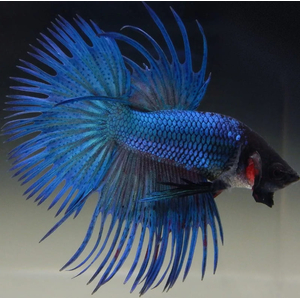 ПЕТУШОК КОРОНА СИНИЙ