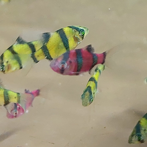 БАРБУС ГЛО ЖЕЛТО-ЧЕРНЫЙ