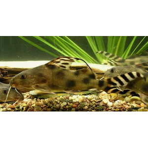 СИНОДОНТИС ФЛАГОВЫЙ - Synodontis decorus