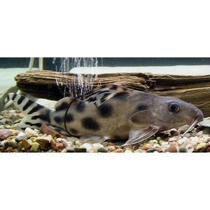 СИНОДОНТИС ФЛАГОВЫЙ - Synodontis decorus