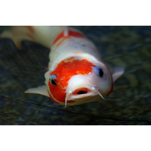 КАРП КОИ КРАСНО-БЕЛЫЙ